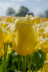 yellow tulips in the garden