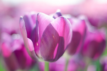 closeup of pink tulip