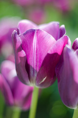 closeup of purple tulip