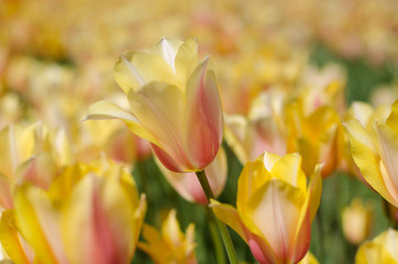 yellow tulips in the garden