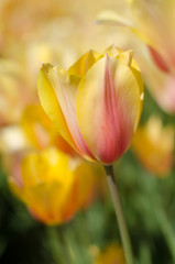 yellow tulips in the garden