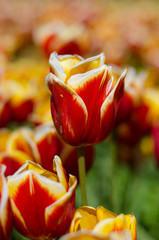 Fototapeta na wymiar red tulips in the garden