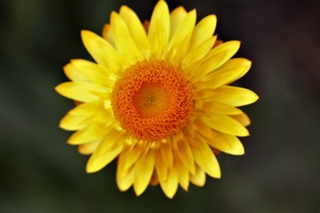 closeup of a sunflower