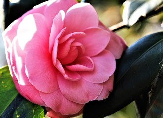camelia