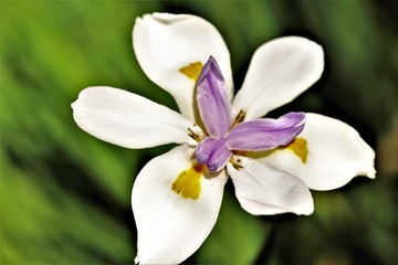 Fototapeta premium white flower