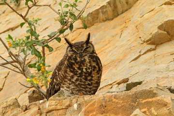 The rare Cape Eagle-owl sitting on a cliff.