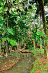 Obraz premium Pamplemousses Gardens - Brook in Pamplemousses Botanical garden, Mauritius. Tropical nature