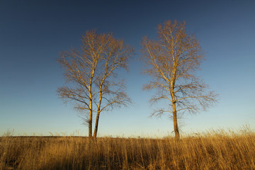 Fototapeta premium Sunset on a field