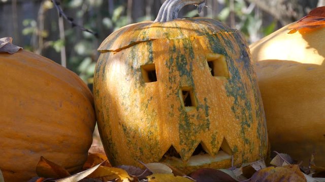 Carved halloween pumpkins stand outside as decor. Preparing for autumn holiday