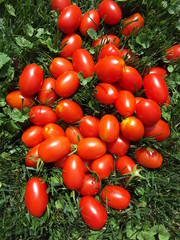 Italian Grape Tomatoes