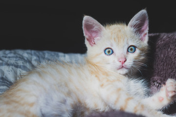 Naklejka premium Gatinho