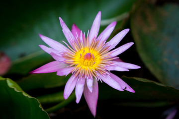 Waterlily - Agapanthus africanus - African lily - Pink