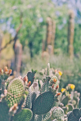 cactus in the garden