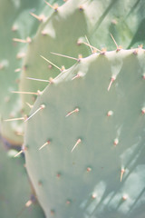 Prickly Pear Cactus