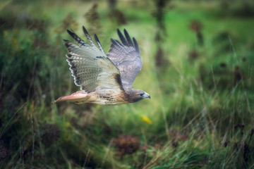Red Tail Hawk
