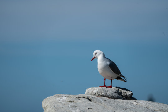 Silver Seagull on a rock