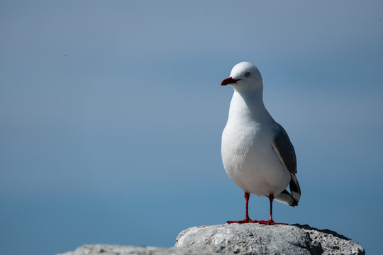 Silver Seagull closeup 2