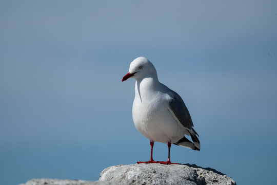 Silver seagull closeup 1