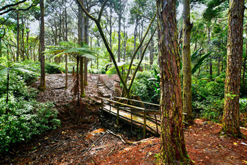 Plaine Sophie nature walk, Mauritius. Tropical forest, trail and nature environment