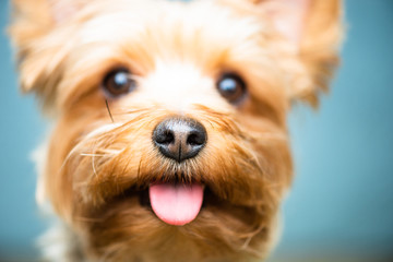 Yorkshire Terrier Close Up Nose Texture