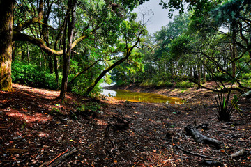 Plaine Sophie nature walk, Mauritius. Tropical forest, trail and nature environment