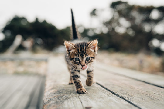 Striped tabby kitten walks across board while licking nose