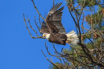 Eagle flies from branch.