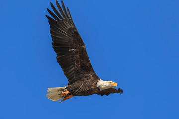 Obraz premium Eagle flies up in the blue sky.