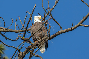 Perching eagle on a branch.