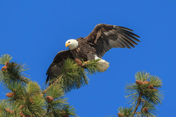 Perched eagle spreads its wings.