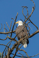Majestic bald eagle on branch.