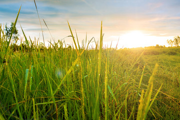 Fototapeta premium Close – up the sun ray and rice field. The rice field under the sun and moving slow in the wind. Rice farm in province Thailand. Photo field and Agriculture concept idea.