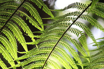 Macro Fern Leaves in Rainforest with soft focus background