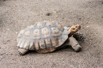 Fototapeta premium Żółw Sulcata / Żółwie tak duże jak nr 3 na świecie