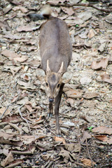 Portrait of deer , Deer / Deer live in the wildlife reserve