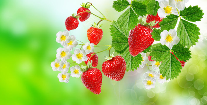 garden blooming strawberry plant witch ripe tasty red berries