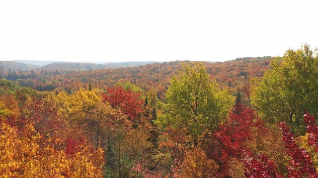 Low drone flight through autumn trees towards beautiful autumn valley. Fall in Ontario, Canada.