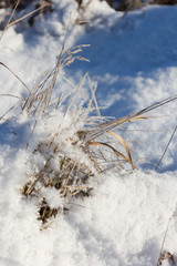 plants under the caps of white, pure snow, look like as watercolor