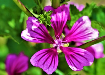 pink flowers in the garden