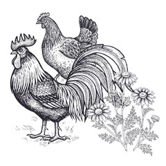 Realistic hand drawing of hen, rooster and chamomile isolated on white background. © marinavorona