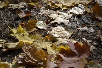 coloured maple leaves