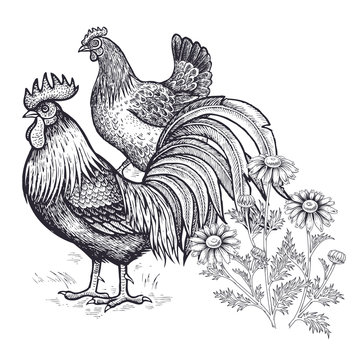Realistic hand drawing of hen, rooster and chamomile isolated on white background.