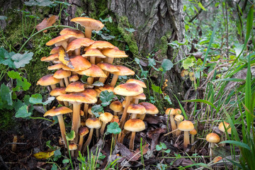 Group of edible mushrooms known as Enokitake