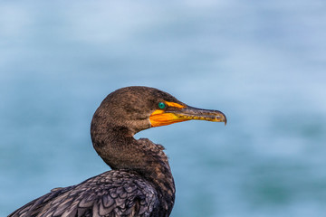Double Crested Cormorant