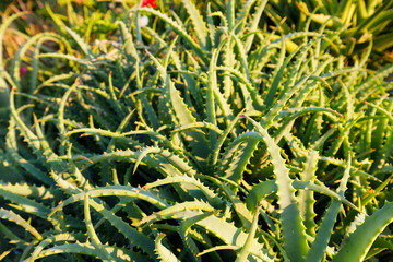Fototapeta premium aloe plants, like agave in the warm sun, the image is suitable for background