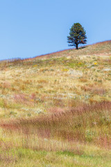 Obraz premium Black Hills South Dakota