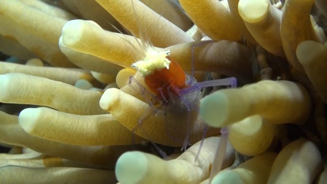  Mushroom Coral Shrimp (Periclimenes kororensis) Macro Shot