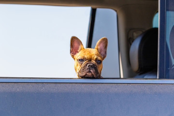 Boxer Dog in Car