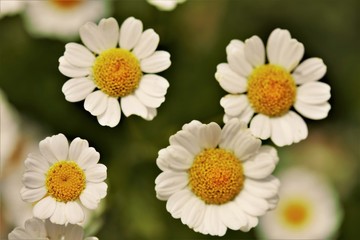 Fototapeta premium daisies on green background