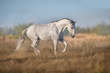 White lusitano horse run in autumn field - 233123632